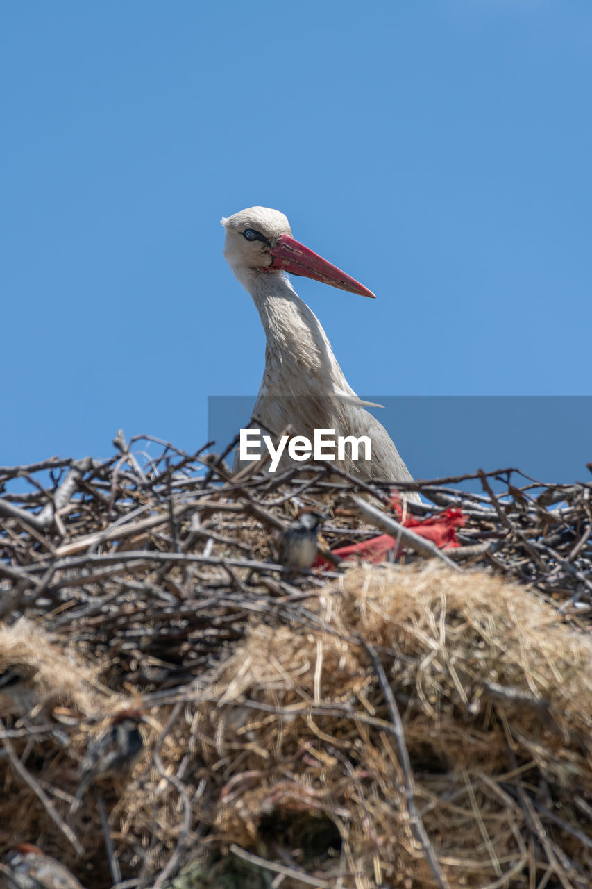 LOW ANGLE VIEW OF BIRD PERCHING ON NEST