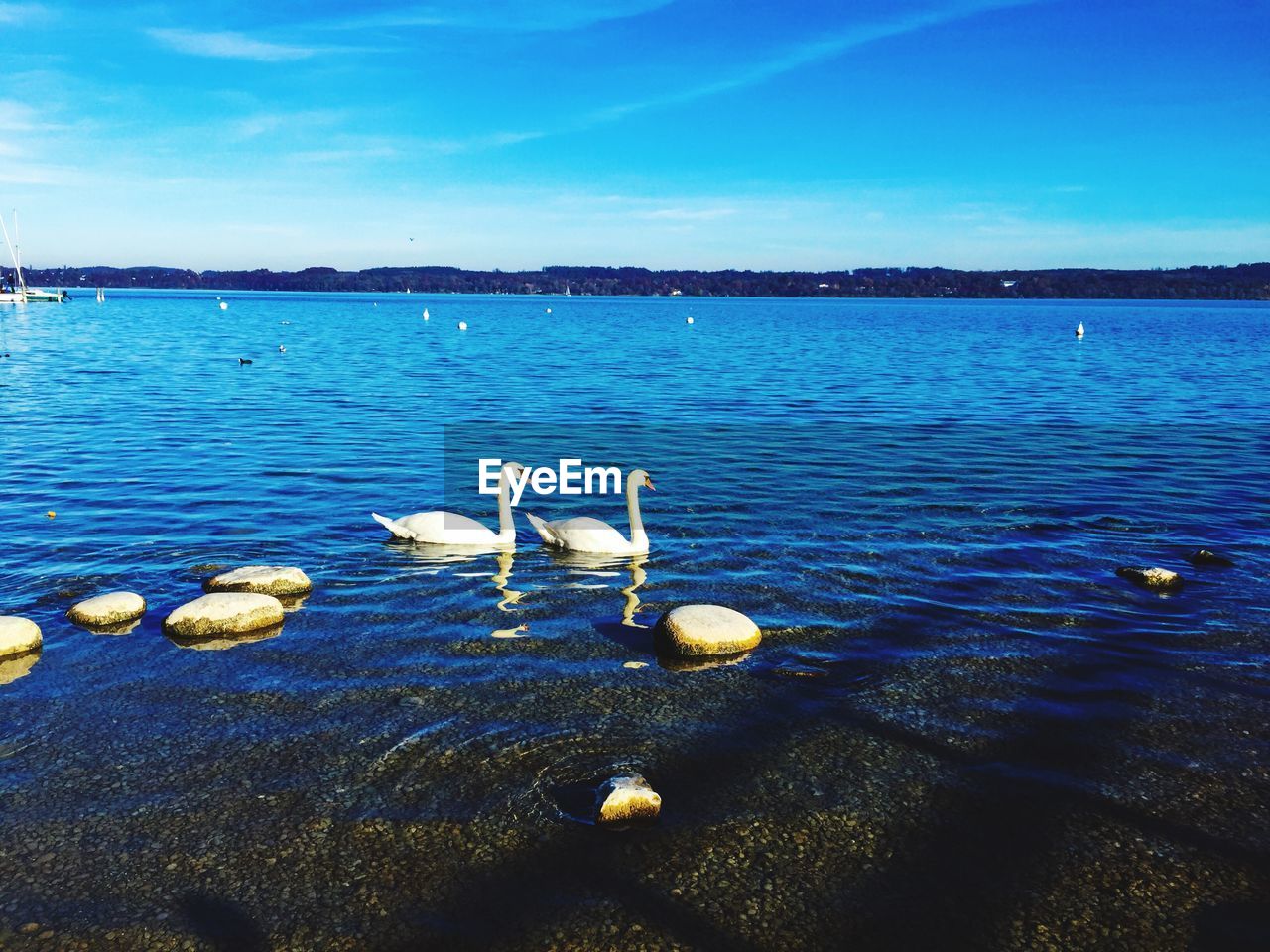 FLOCK OF SEA AGAINST BLUE SKY