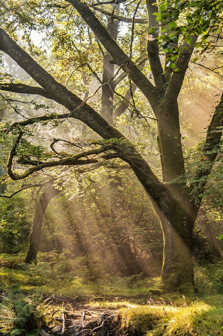 Trees in forest