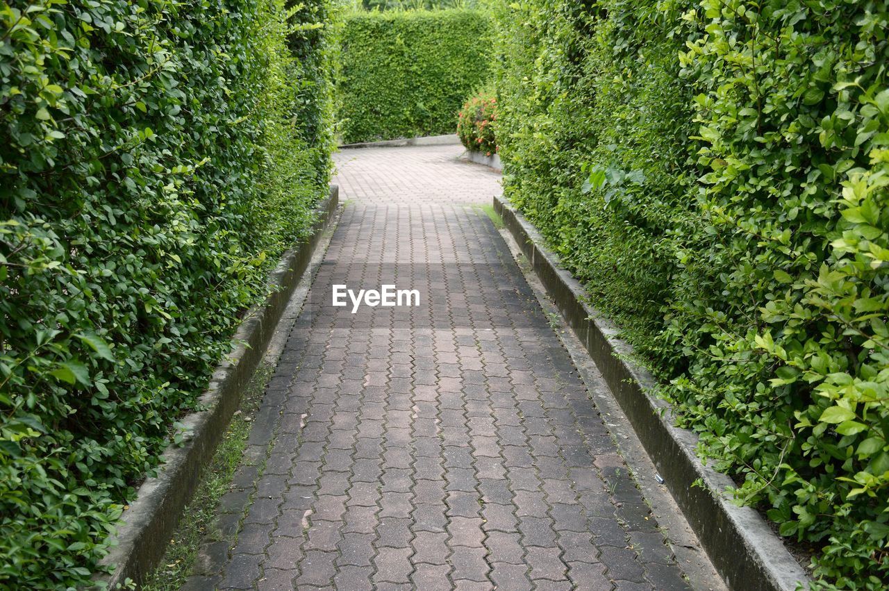 FOOTPATH AMIDST TREES AND PLANTS