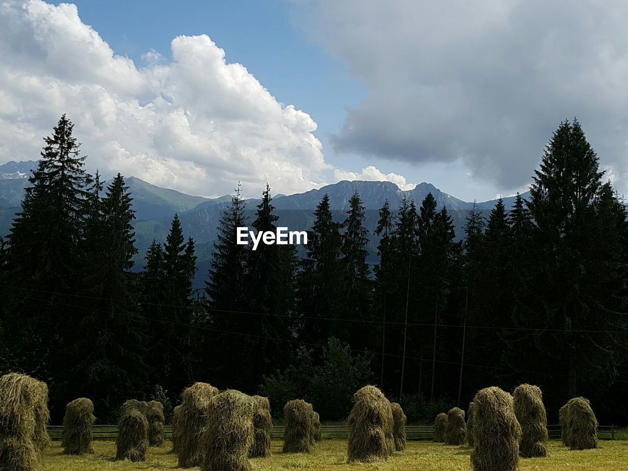 PANORAMIC SHOT OF TREES ON LANDSCAPE AGAINST SKY