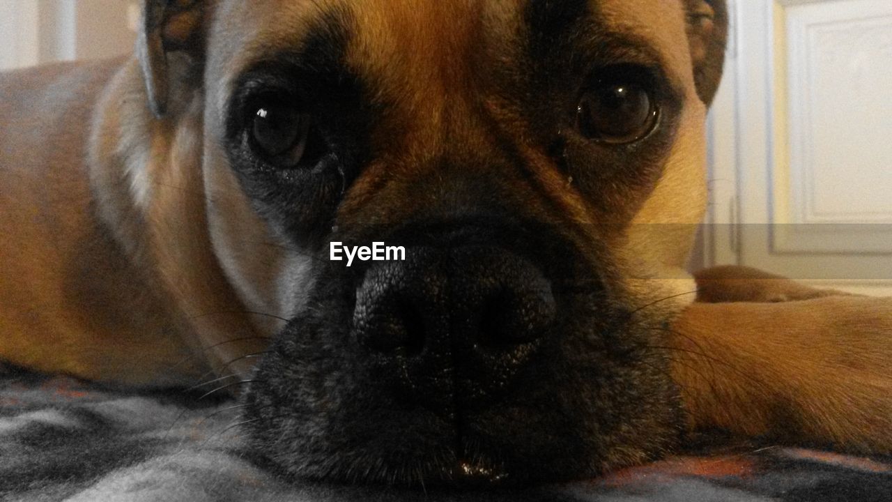 Close-up portrait of dog relaxing at home