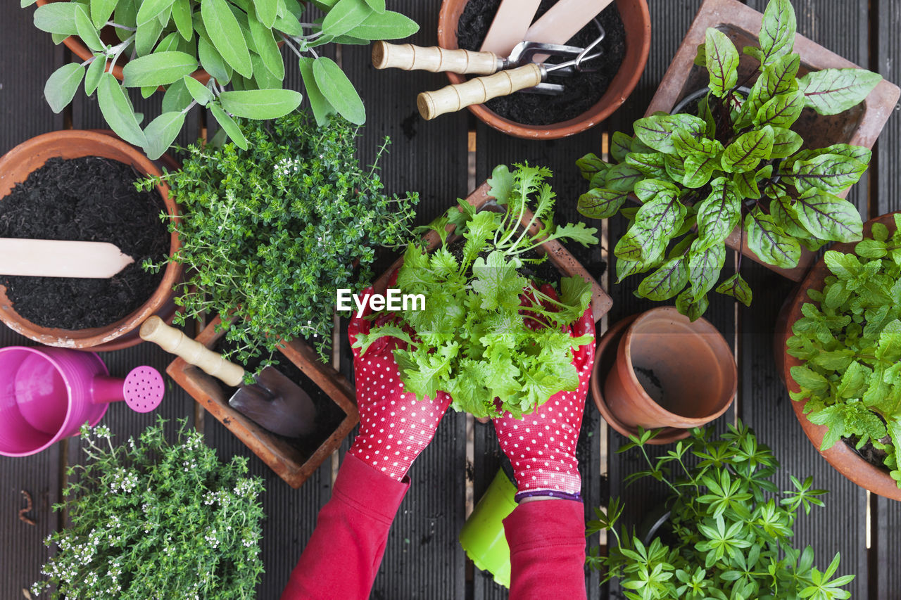 Woman's hands planting herbs on terrace