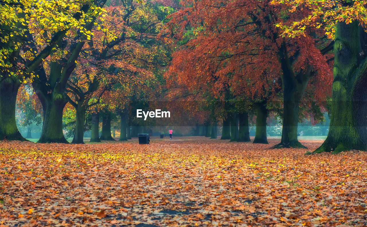 Fallen leaves amidst trees during autumn