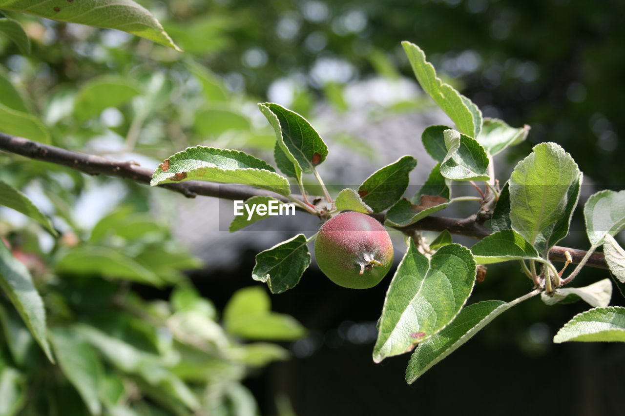 Close-up of berries growing on tree