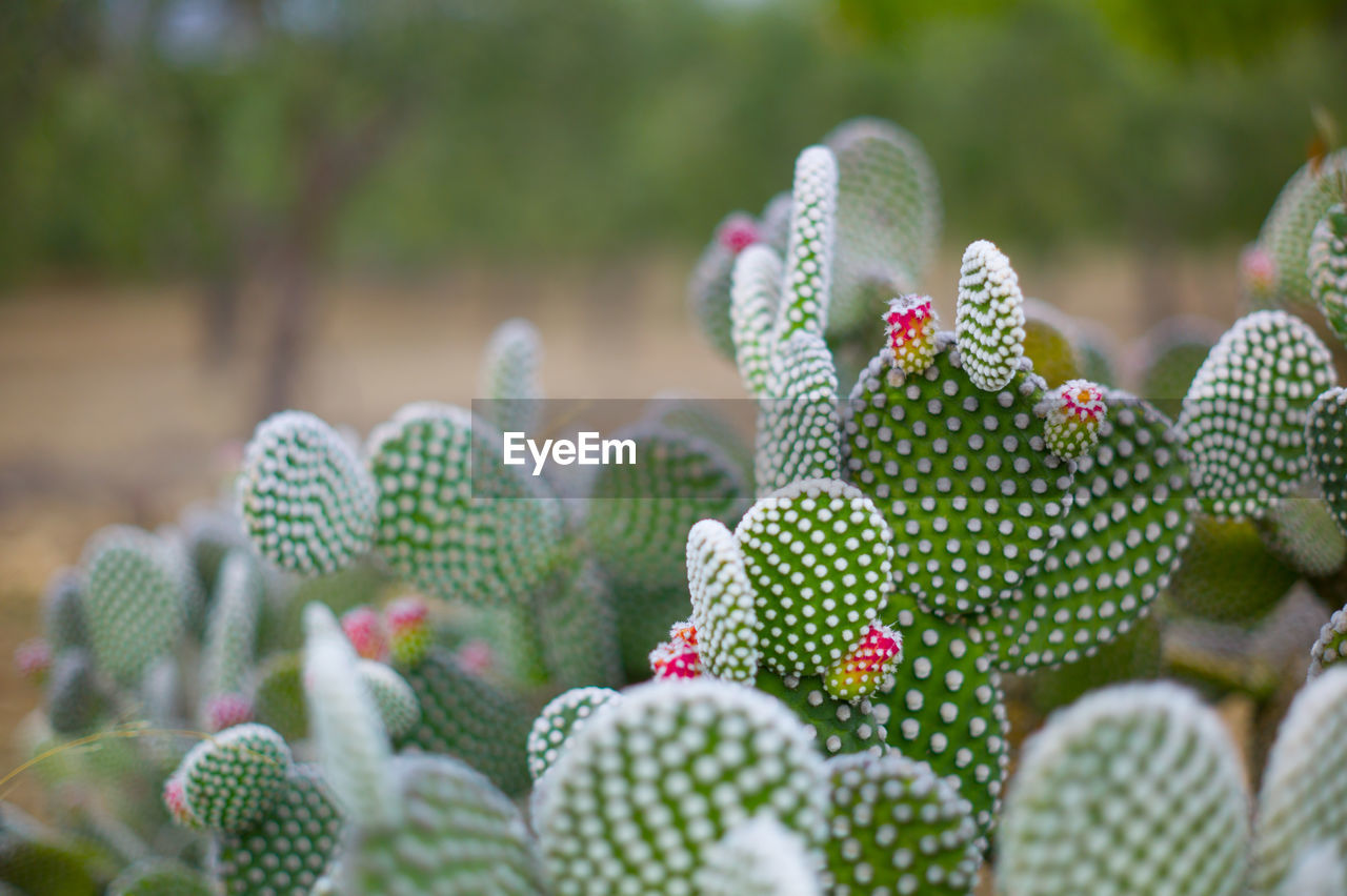 Close-up of cactus plant