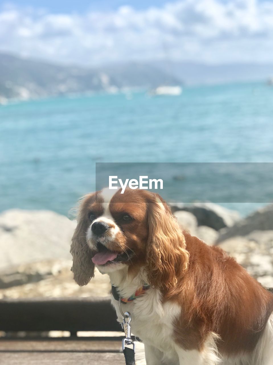 DOG LOOKING AWAY ON BEACH