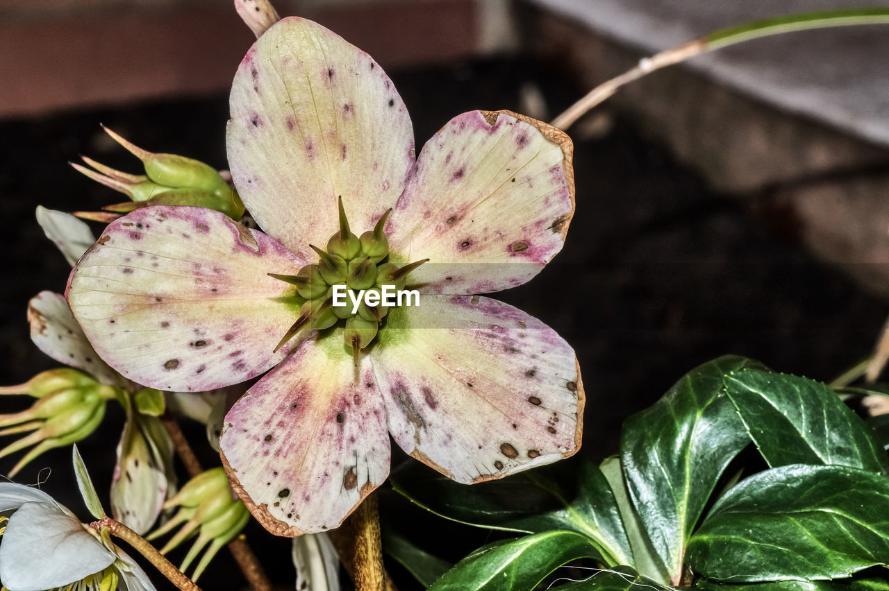 CLOSE-UP OF FLOWER PLANT