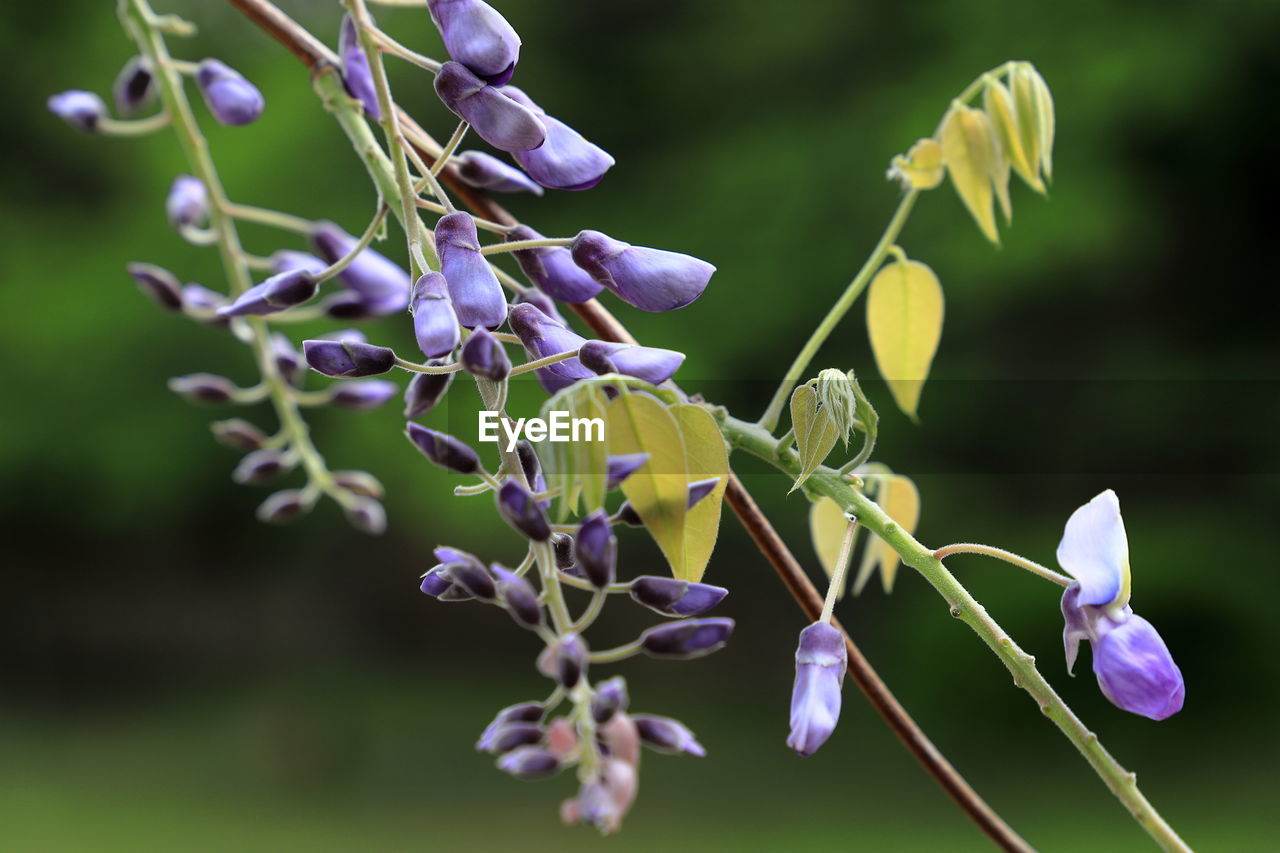 CLOSE-UP OF PURPLE LAVENDER FLOWERS