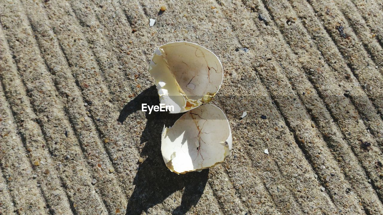 CLOSE-UP OF SEASHELL ON SAND