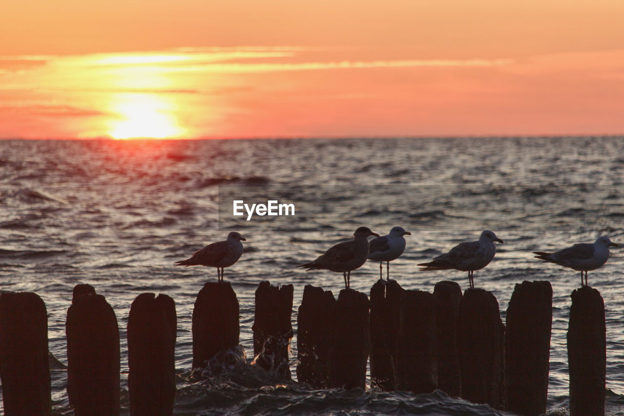 FLOCK OF SEAGULLS ON WOODEN POST AT SEA DURING SUNSET