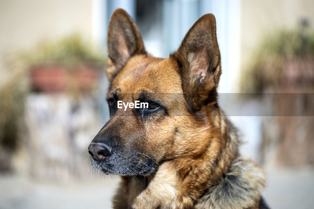 pet, one animal, animal themes, animal, dog, mammal, canine, domestic animals, german shepherd, looking, focus on foreground, animal body part, no people, portrait, belgian shepherd malinois, close-up, carnivore, day, looking away, animal head, puppy, purebred dog, animal shelter, outdoors