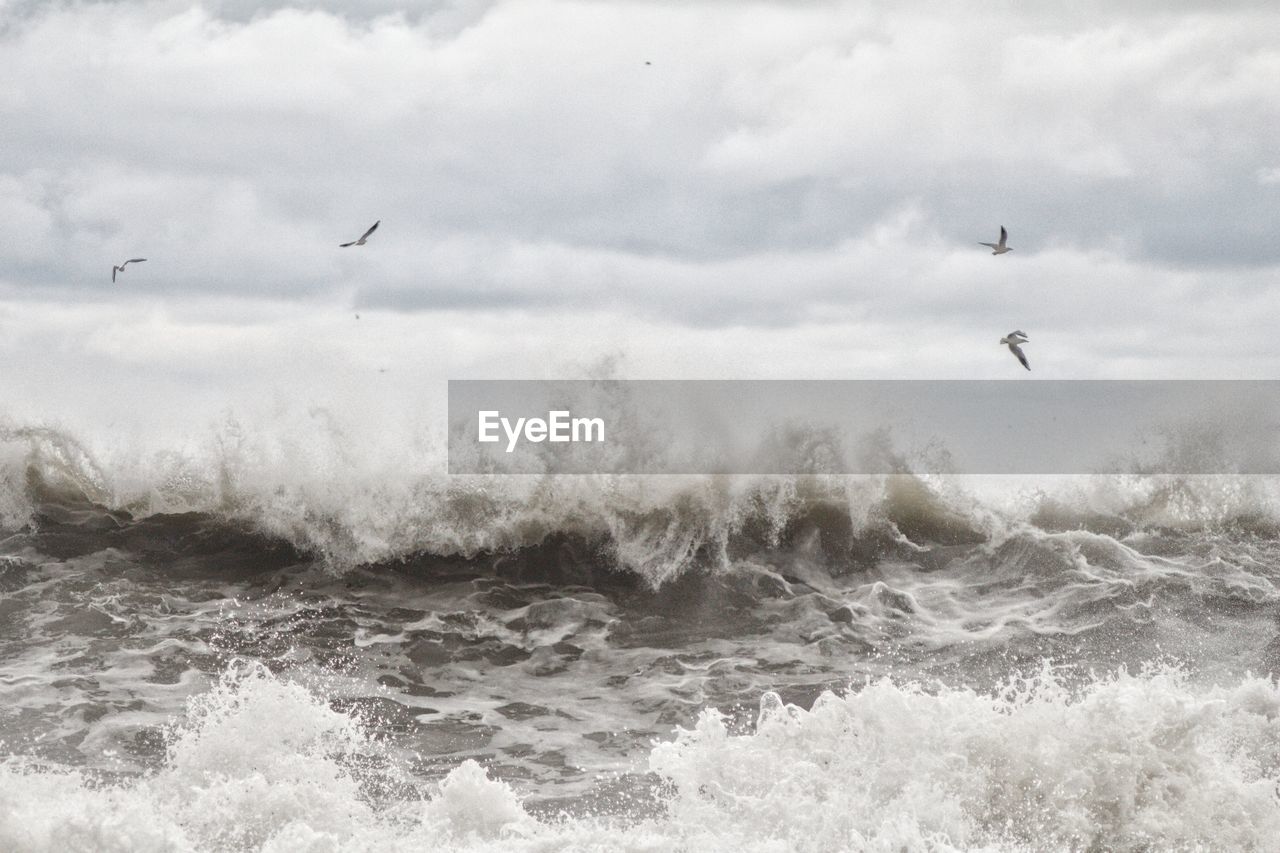 Seagulls flying over sea