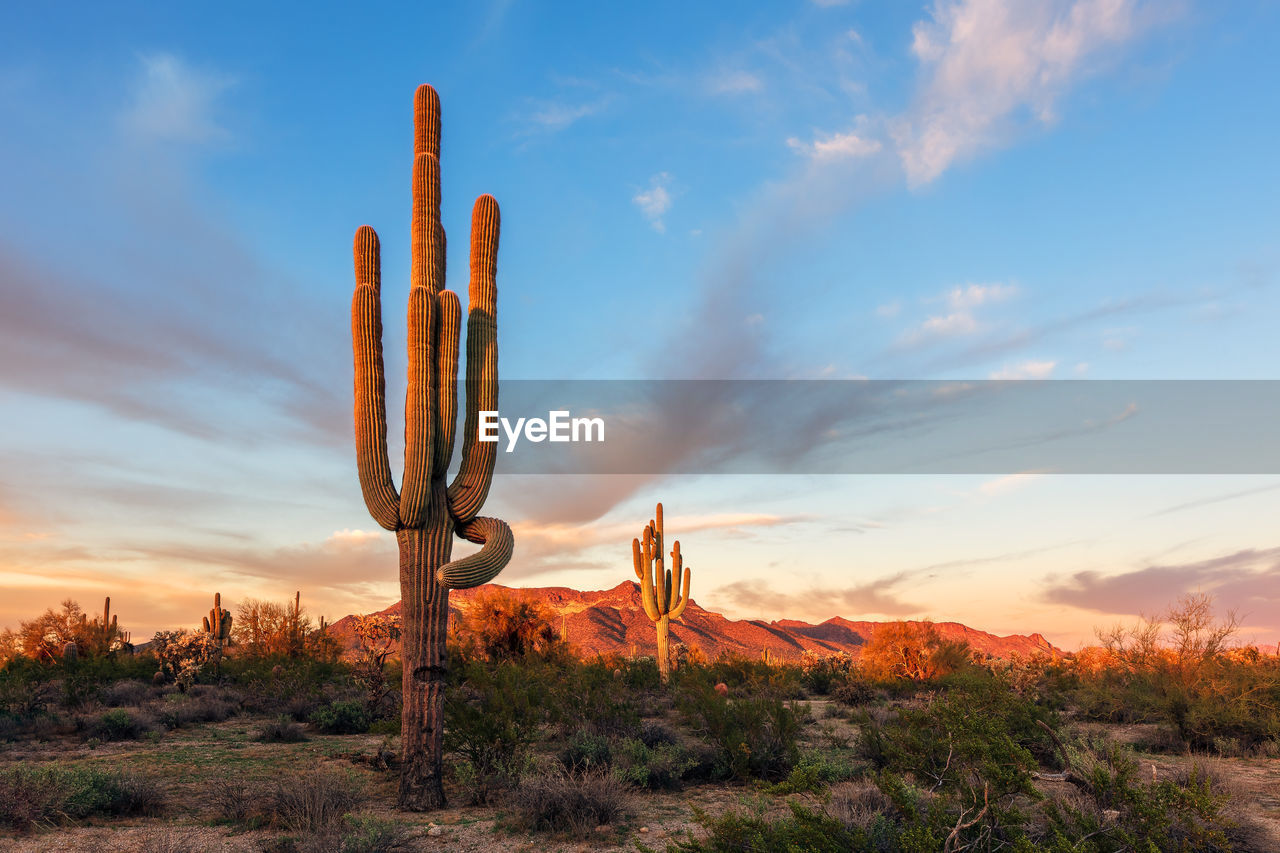 Saguaro cactus at sunset in the arizona desert