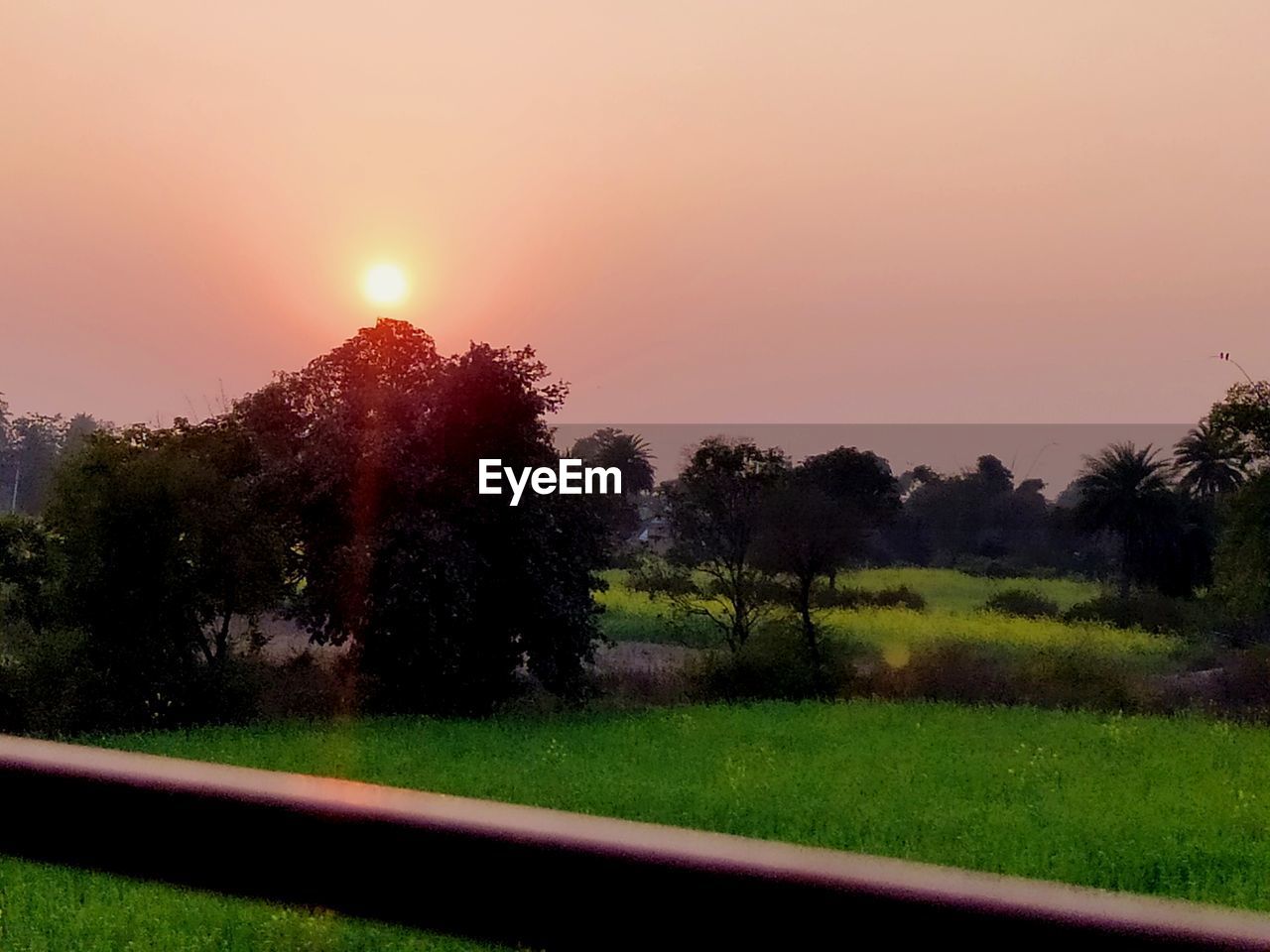 SCENIC VIEW OF TREES ON FIELD AGAINST SKY DURING SUNSET