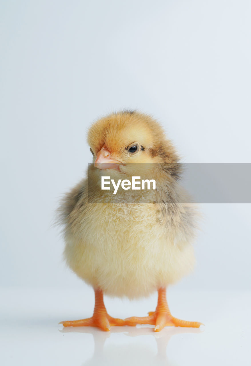 CLOSE-UP OF A BIRD