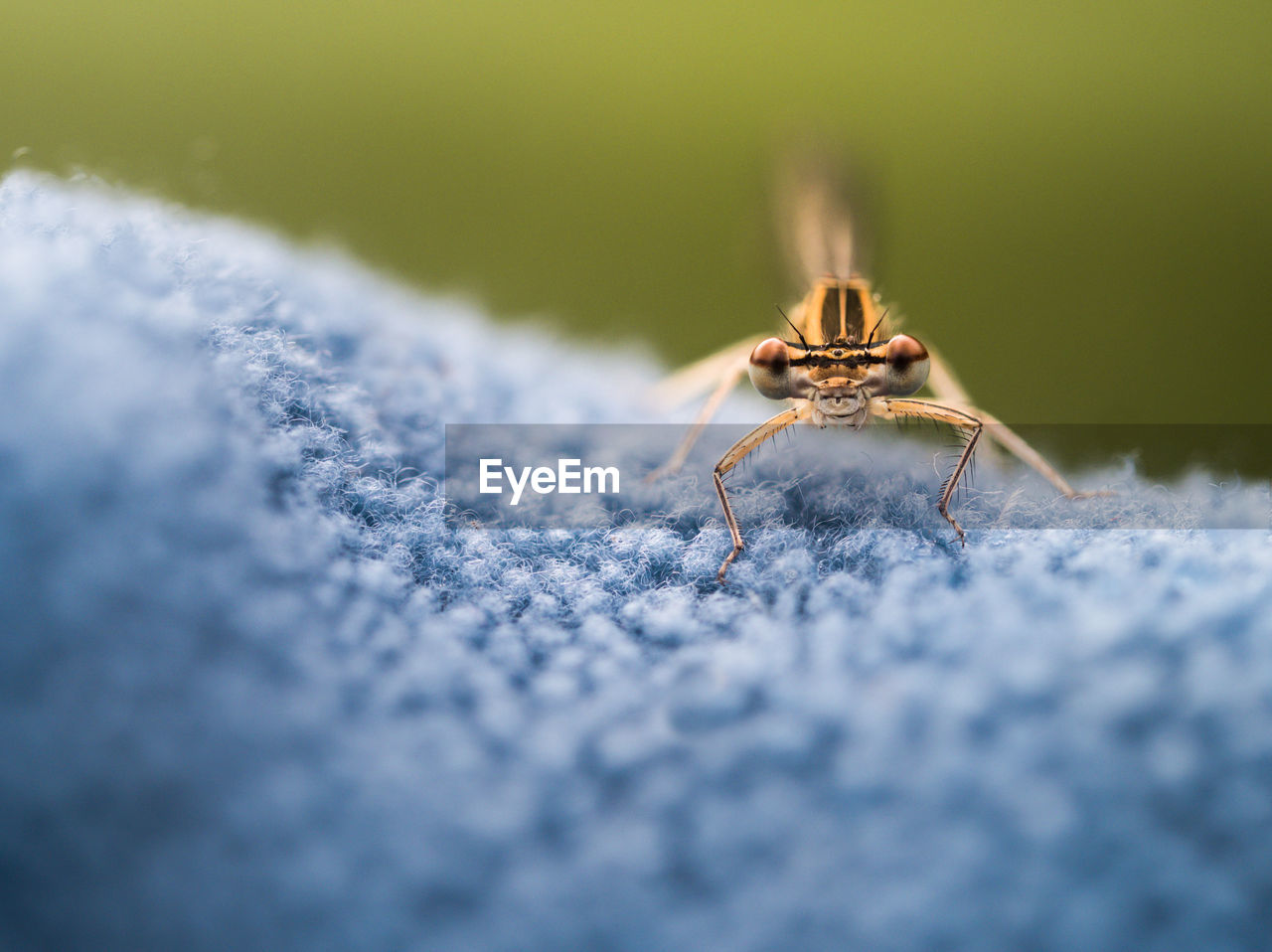 CLOSE-UP OF SPIDER IN THE ANIMAL