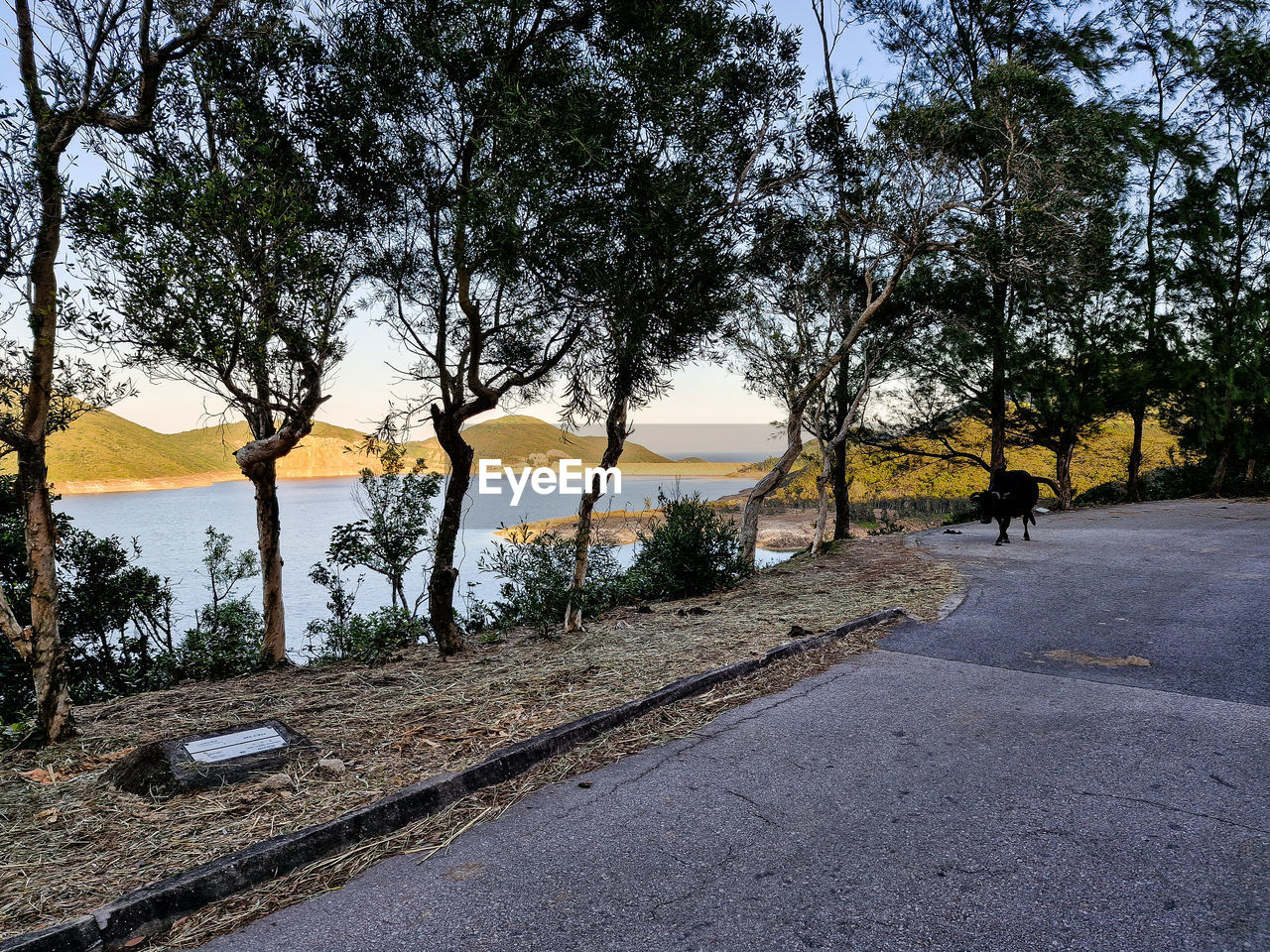 tree, plant, nature, road, transportation, sky, beauty in nature, day, the way forward, tranquility, growth, water, scenics - nature, outdoors, footpath, street, no people, tranquil scene, city, sunlight, branch, autumn, land