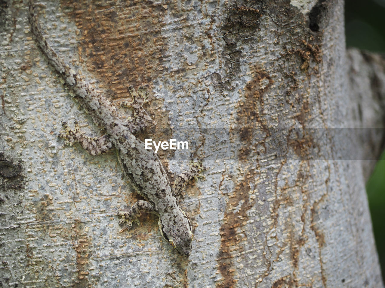 CLOSE-UP OF BROWN TREE TRUNK