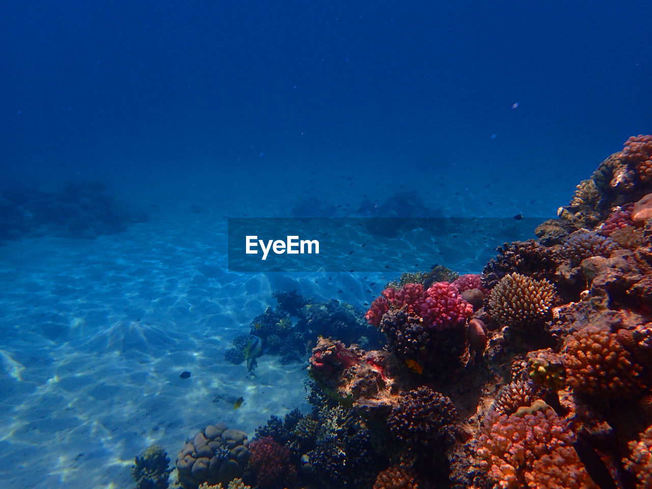 sea, undersea, underwater, water, sea life, coral, animal wildlife, animal, coral reef, reef, wildlife, marine, animal themes, nature, ocean, natural environment, fish, blue, beauty in nature, no people, marine biology, ecosystem, water sports, sports, aquarium, scenics - nature, outdoors, environment, coral reef fish, swimming, adventure, tropical fish, tropical climate