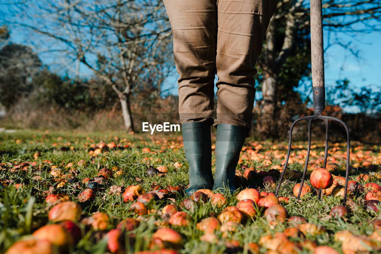 Faceless farmer with pitchfork harvesting fallen mature and rotten apples on green lawn in garden