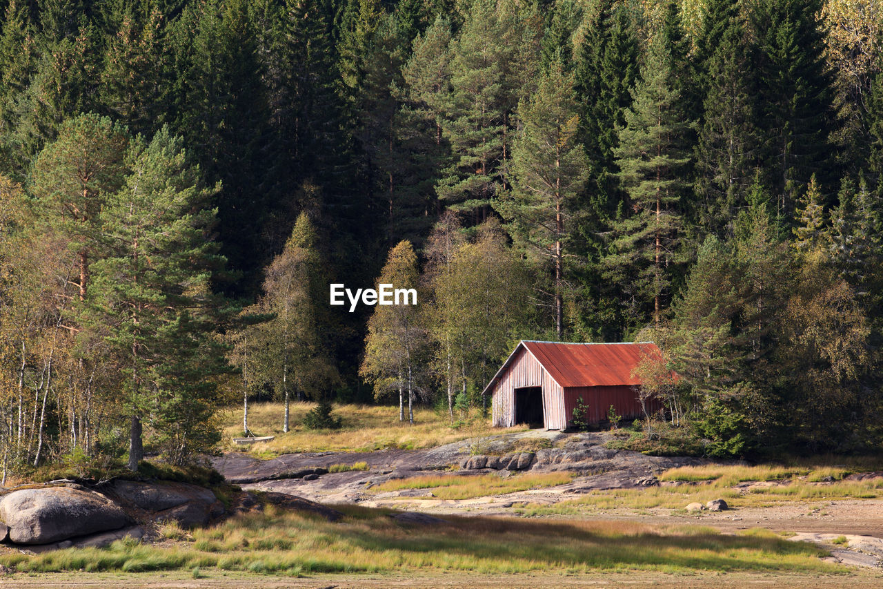 Pine trees in forest