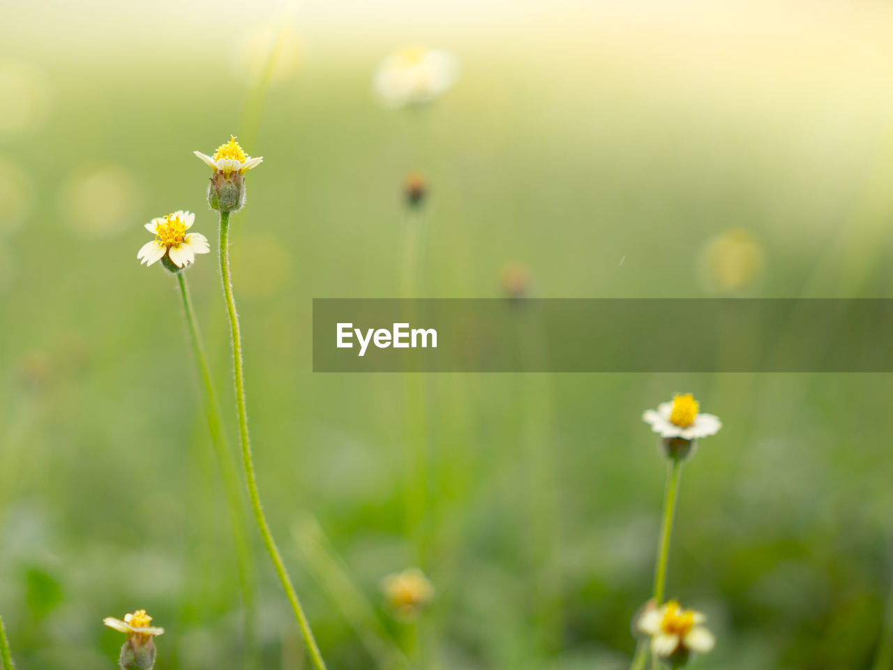 Close-up of yellow flowering plant