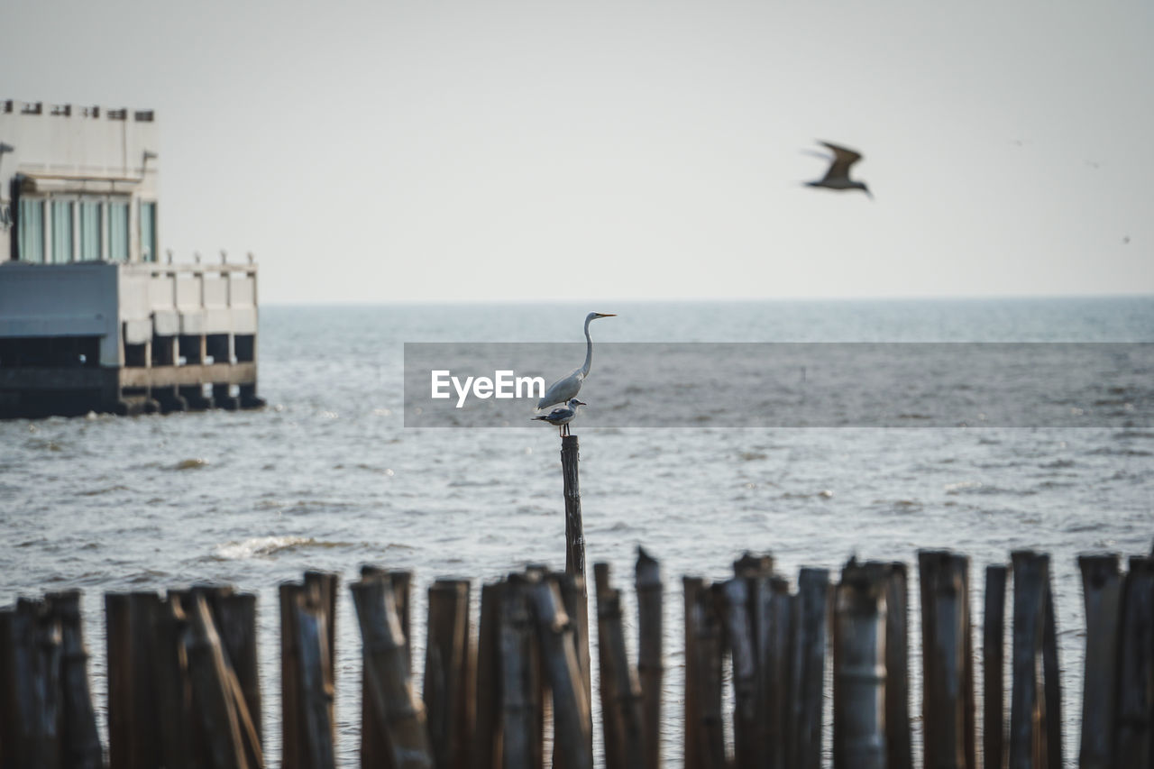 SEAGULLS FLYING OVER SEA