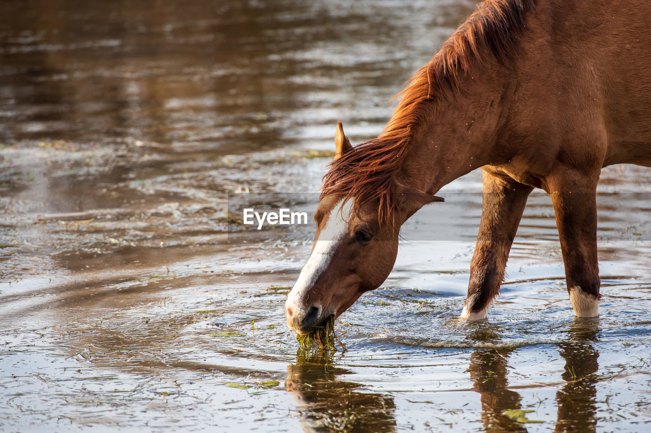 animal themes, animal, horse, mammal, animal wildlife, one animal, water, domestic animals, wildlife, livestock, nature, brown, no people, animal body part, drink, drinking, mane, pet, outdoors, day, mustang horse, mare, close-up, side view, herbivorous, standing