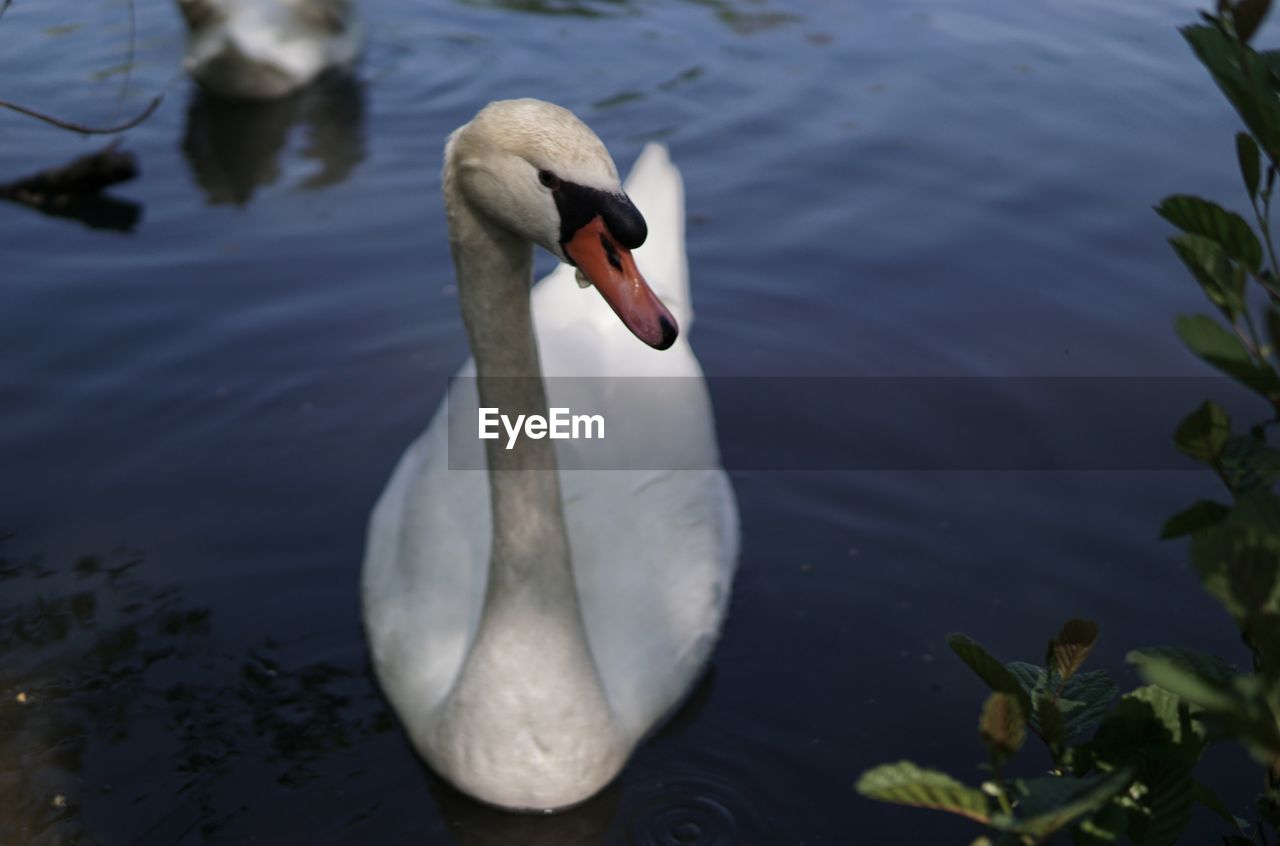 animal themes, wildlife, swan, animal wildlife, water, animal, bird, lake, one animal, ducks, geese and swans, nature, beak, mute swan, swimming, water bird, no people, day, white, reflection, zoology, beauty in nature, outdoors, animal body part, floating on water, floating