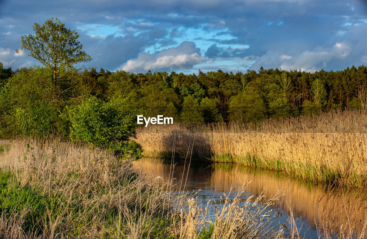 SCENIC VIEW OF LAKE IN FOREST