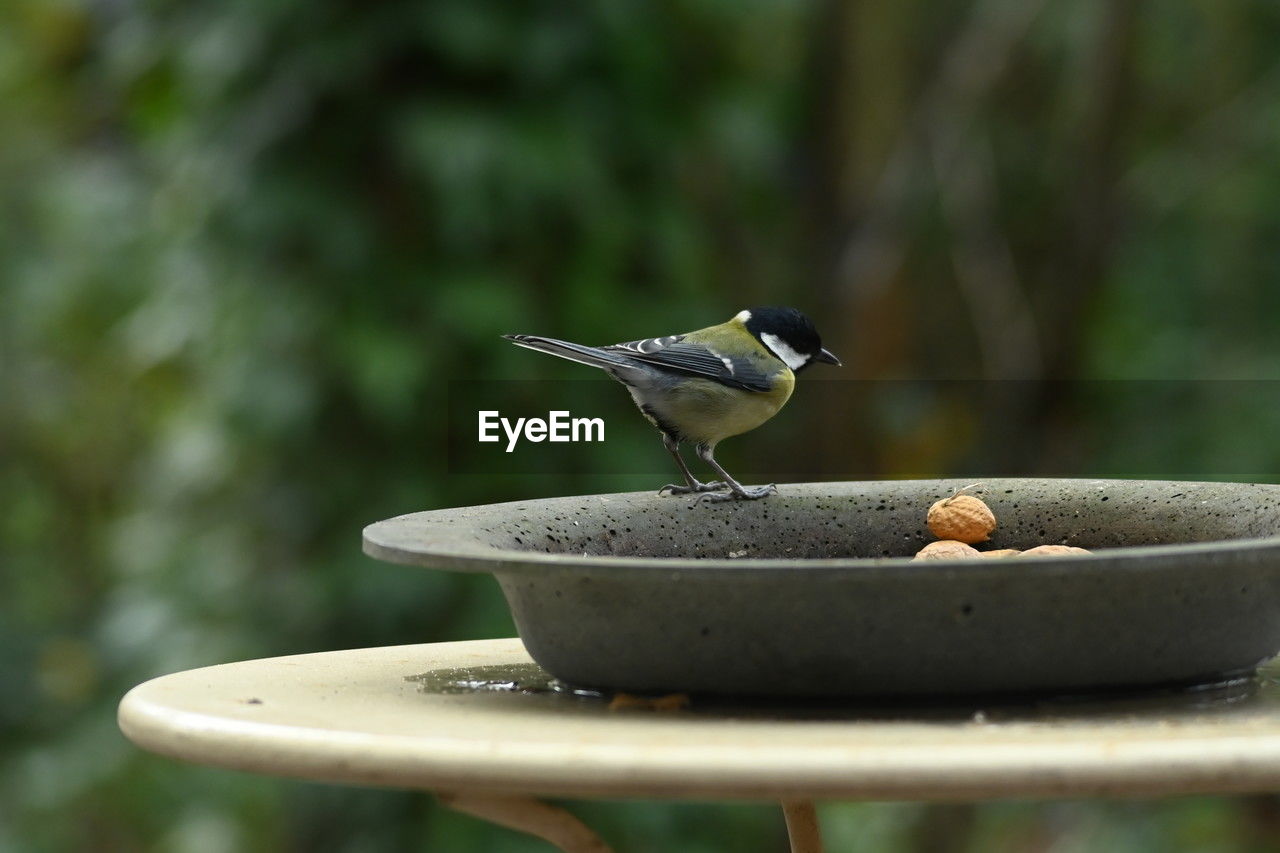 bird, animal, animal themes, animal wildlife, food and drink, food, wildlife, one animal, bird bath, focus on foreground, nature, no people, eating, day, outdoors, selective focus, feeding, bird feeder, close-up, side view, wood, songbird, perching, motion
