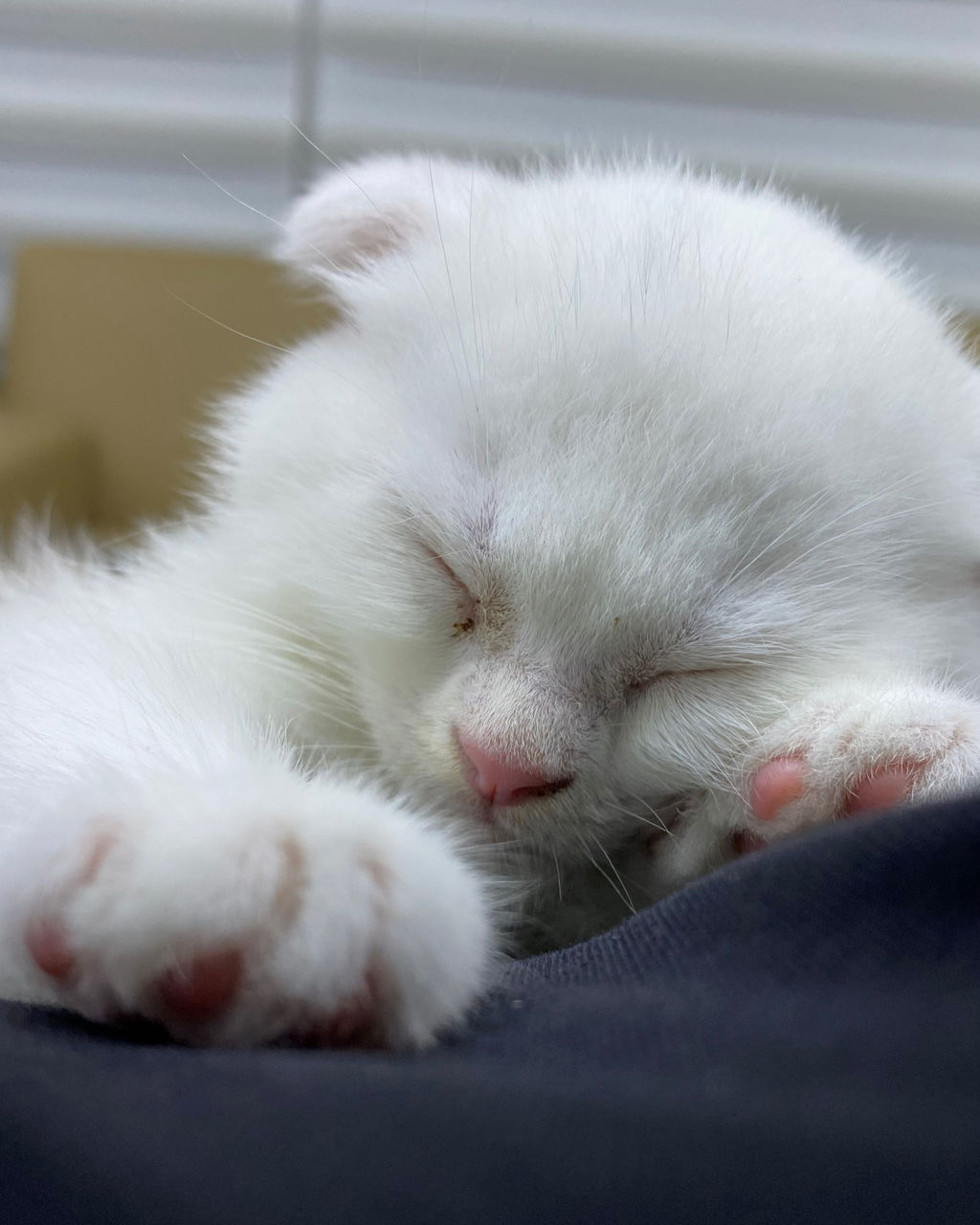 CLOSE-UP OF A SLEEPING CAT