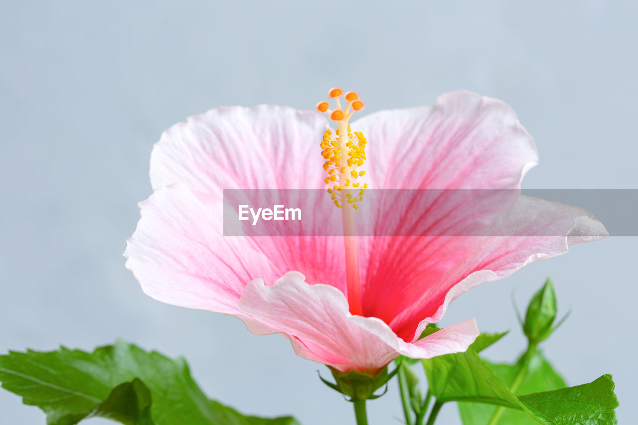 CLOSE-UP OF FRESH PINK HIBISCUS FLOWER AGAINST WHITE BACKGROUND