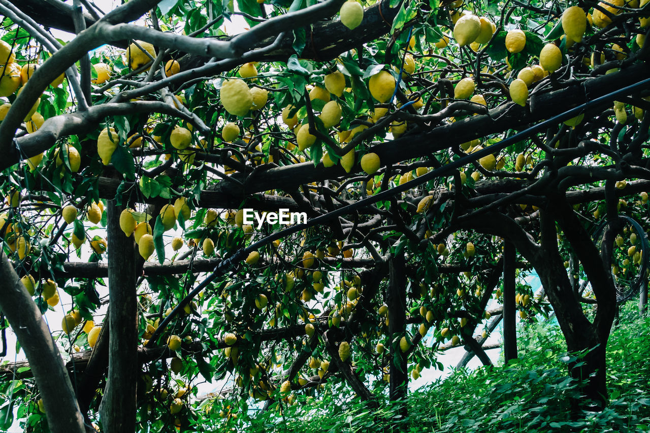 Low angle view of lemon trees growing on field