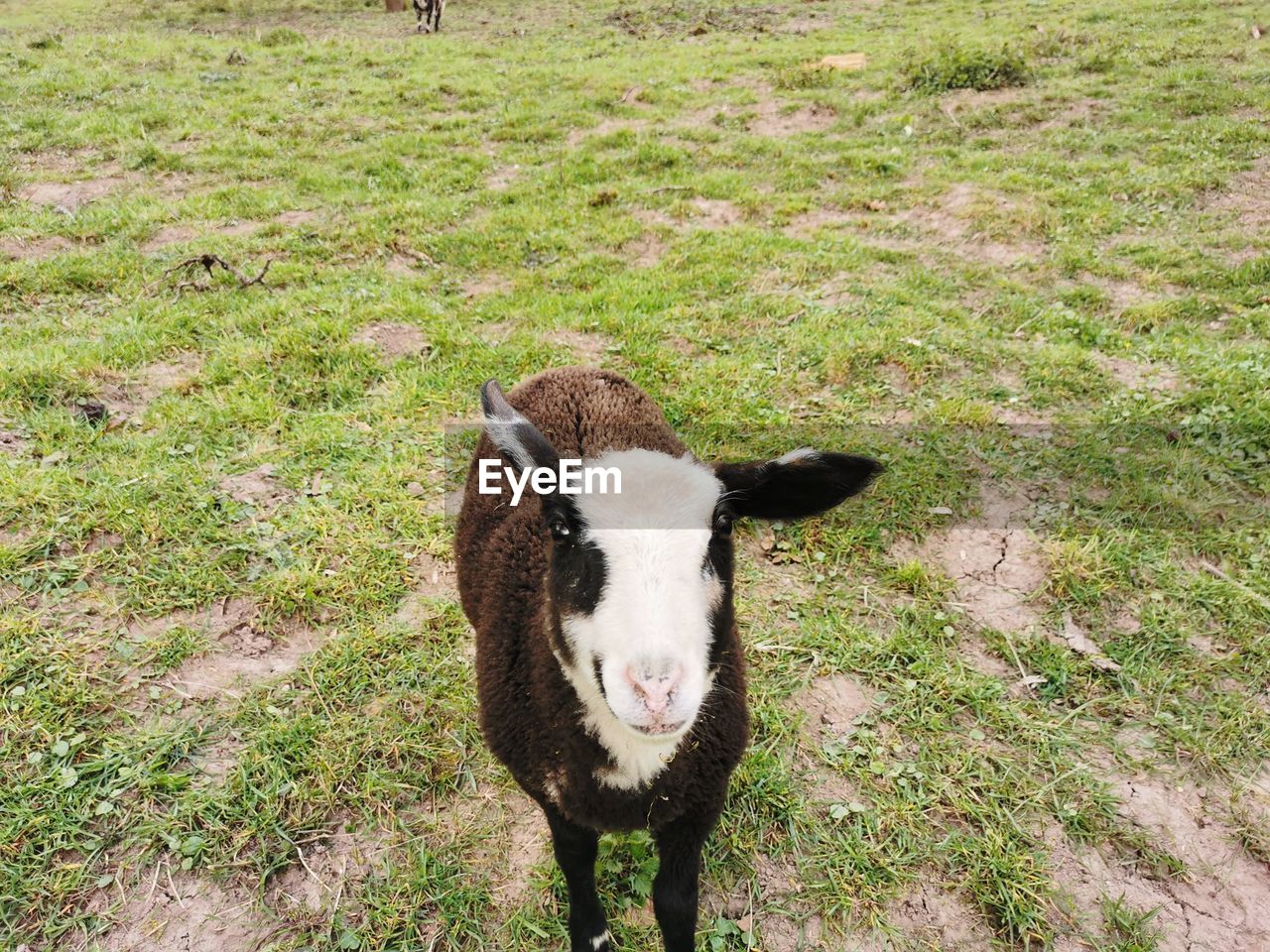 High angle portrait of a lamb on field