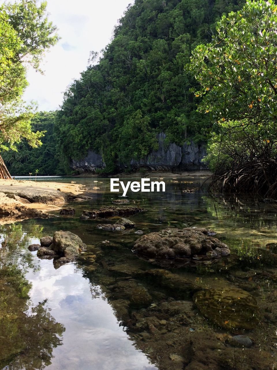 Scenic view of river by trees against sky