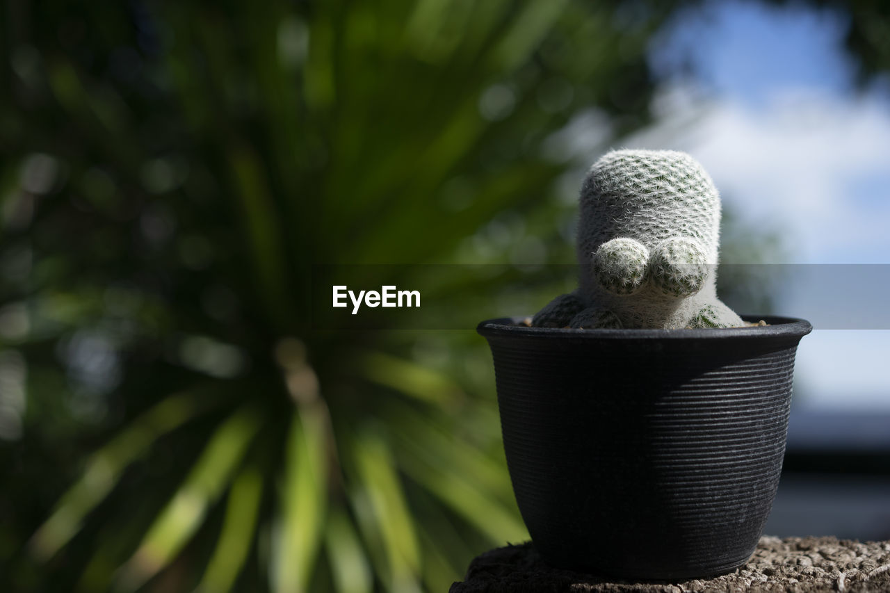 CLOSE-UP OF POTTED PLANT AGAINST TREES