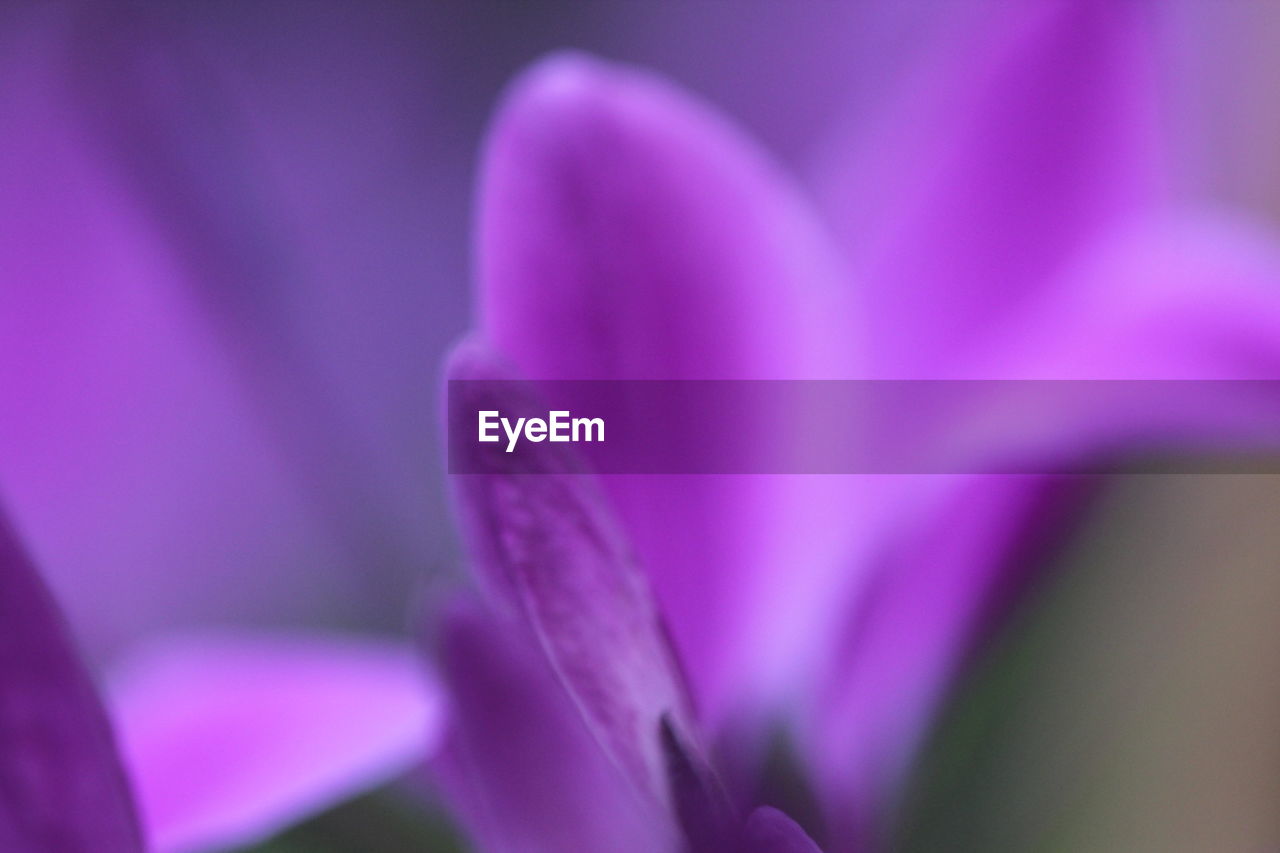 Close-up of purple flower