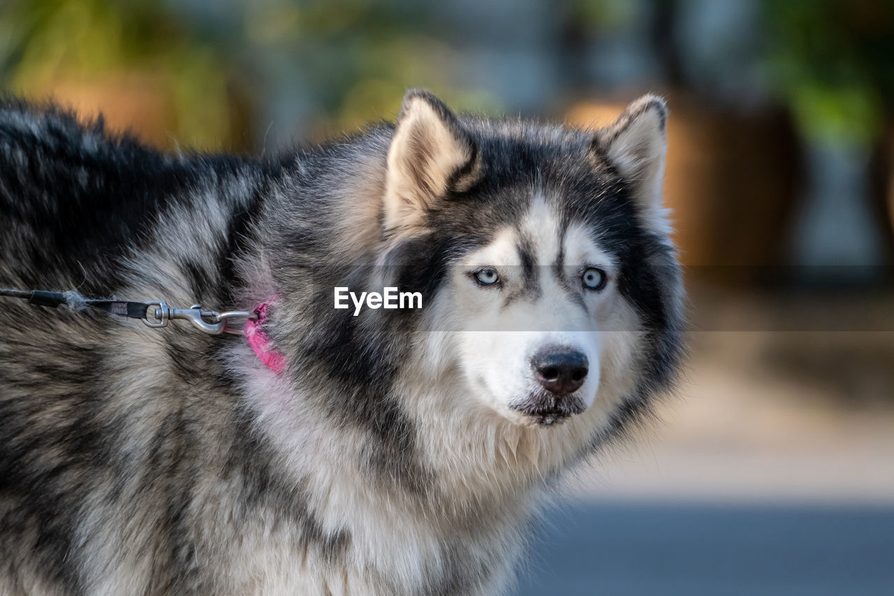 Close-up portrait of a dog