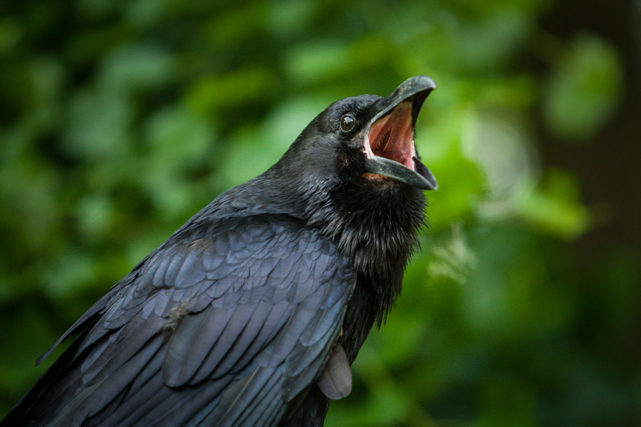 CLOSE-UP OF BIRD PERCHING ON A OUTDOORS