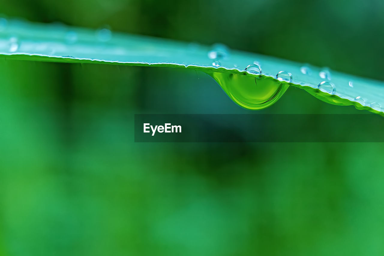 green, water, drop, wet, nature, dew, grass, close-up, plant, plant part, moisture, leaf, no people, beauty in nature, freshness, rain, environment, growth, purity, macro photography, outdoors, macro, selective focus, fragility, plant stem, focus on foreground, blade of grass, day, copy space, extreme close-up, flower, tranquility, backgrounds, raindrop