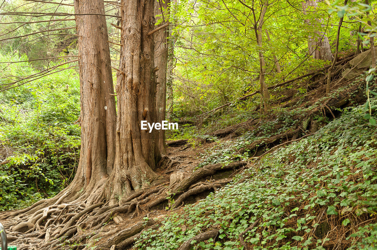 VIEW OF TREES IN FOREST