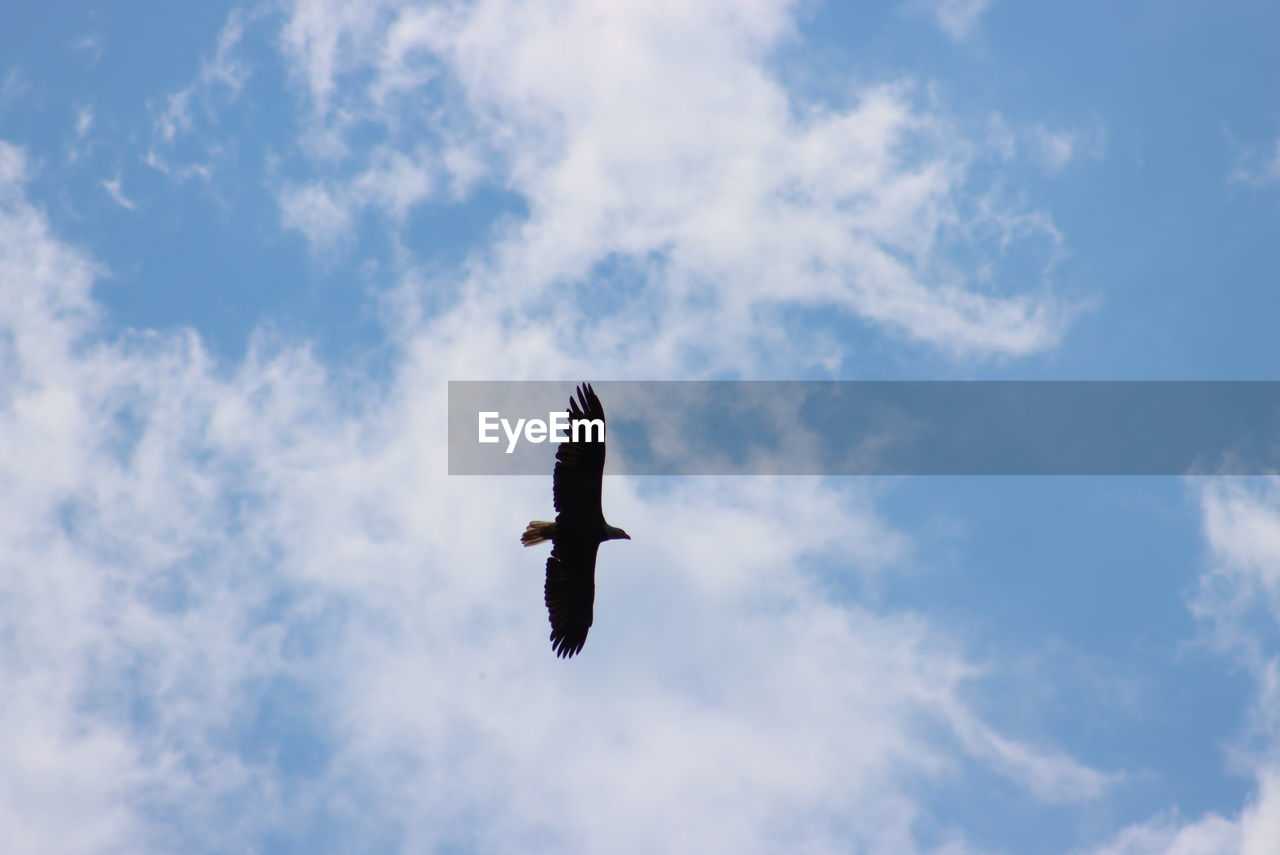 LOW ANGLE VIEW OF SEAGULL AGAINST SKY