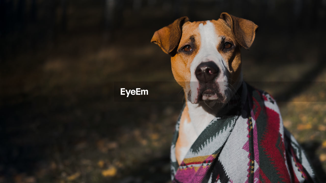 Beautiful dog in a blanket outdoors, autumn nature scene. dog sits in the forest, cold and chilly