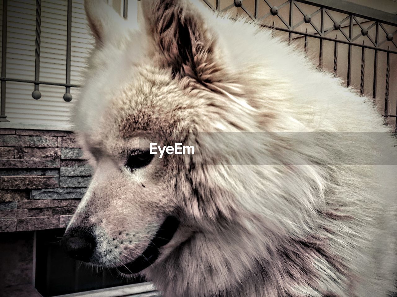 CLOSE-UP OF DOG WITH CAGE IN MOUTH