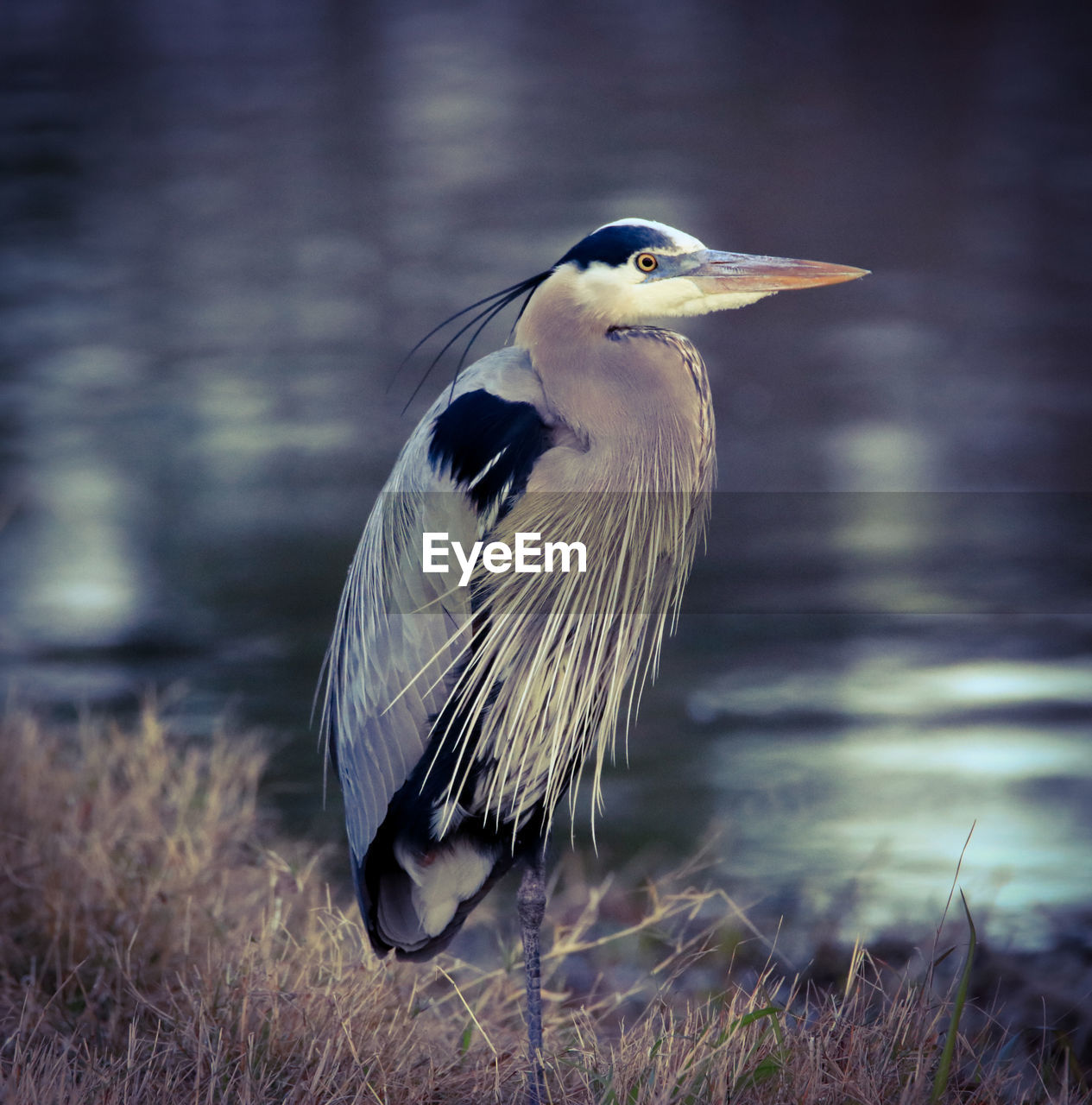 CLOSE-UP OF A BIRD ON A FIELD