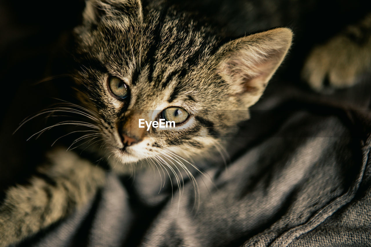 Close-up portrait of a cat