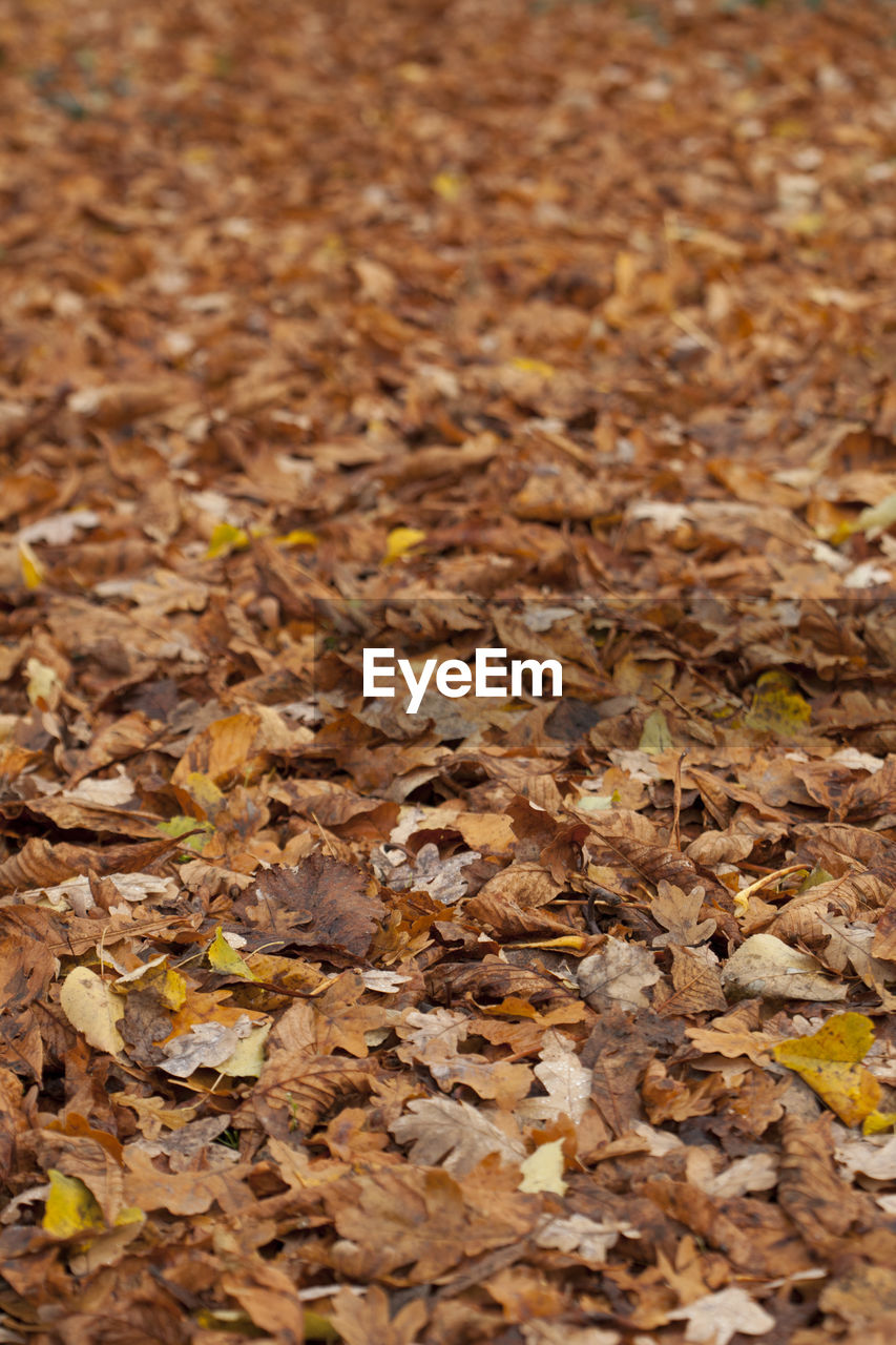 Full frame shot of autumn leaves on field