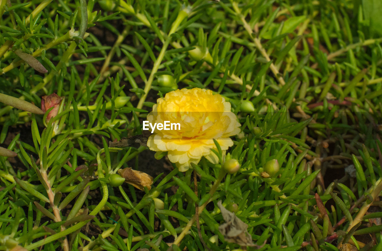 YELLOW FLOWERS BLOOMING IN FIELD